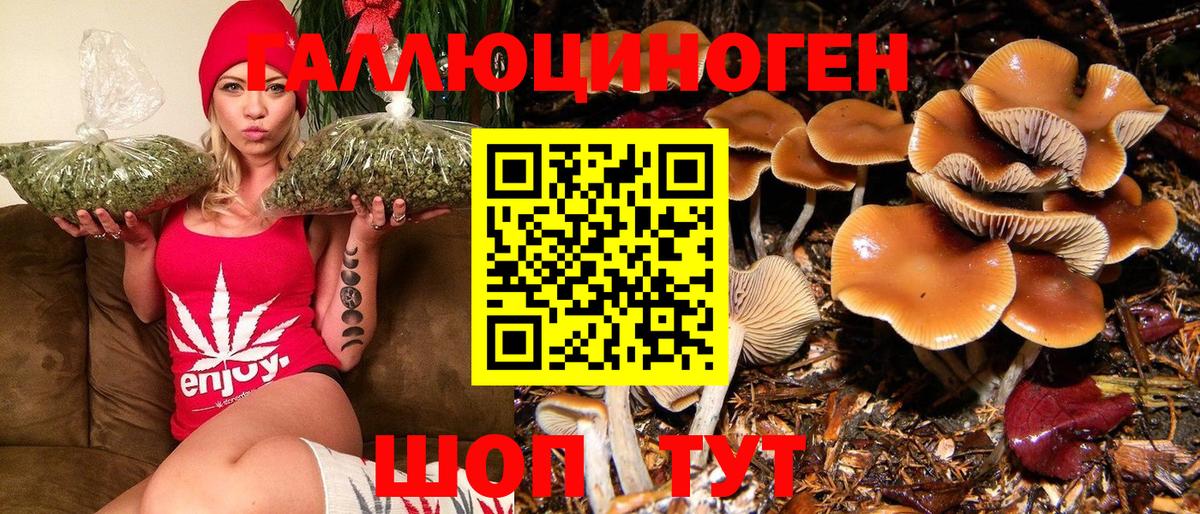 Псилоцибиновые грибы Cubensis Тельмана